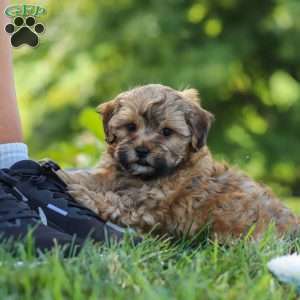 Teddy, Yorkie Poo Puppy